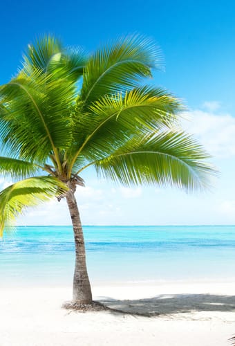 caribien sand strand palme