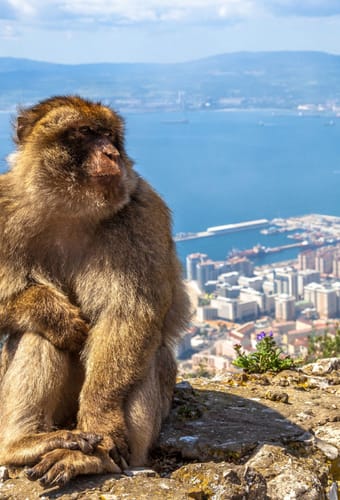 Berberabe på Gibraltarklippen med udsigt over Middelhavet