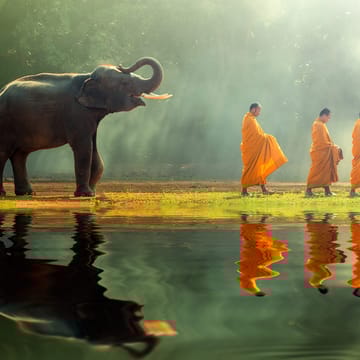 3 munke og en elefant går en tur