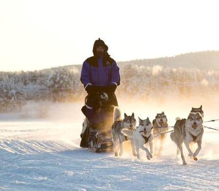 Finland, Finske Lapland Nellim Wilderness Hotel, Husky Safari, Slædehunde, Vinter, Sne