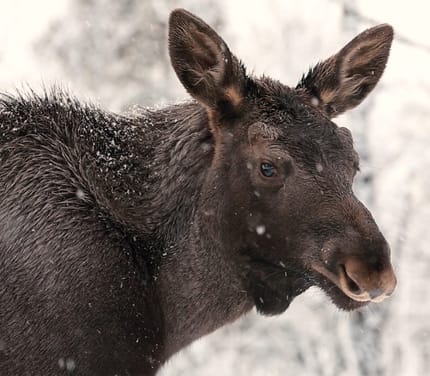 Sverige Lapland Arctic Bath Moose