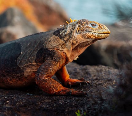 Landleguan på Galapagos – Hurtigruten ekspeditionsrejse i Ecuador
