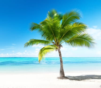 caribien sand strand palme