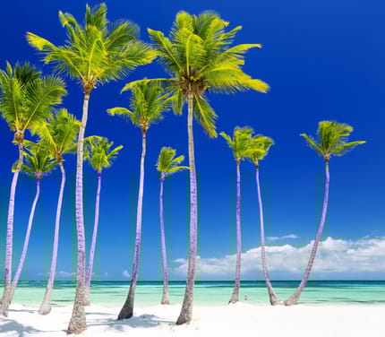 britiske jomfruoeer tortola hoej palmer