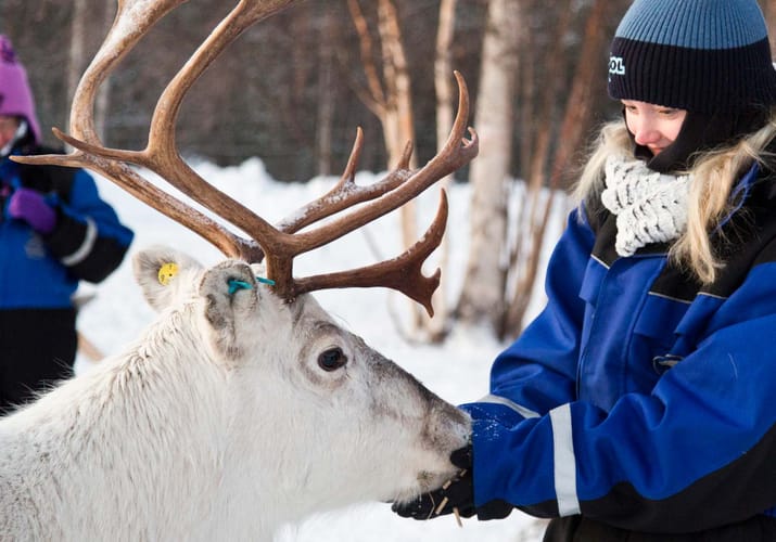 Finland, Finske Lapland Wilderness Hotel, Rensdyr, Gæster Fodre Rensdyr, Vinter, Sne 